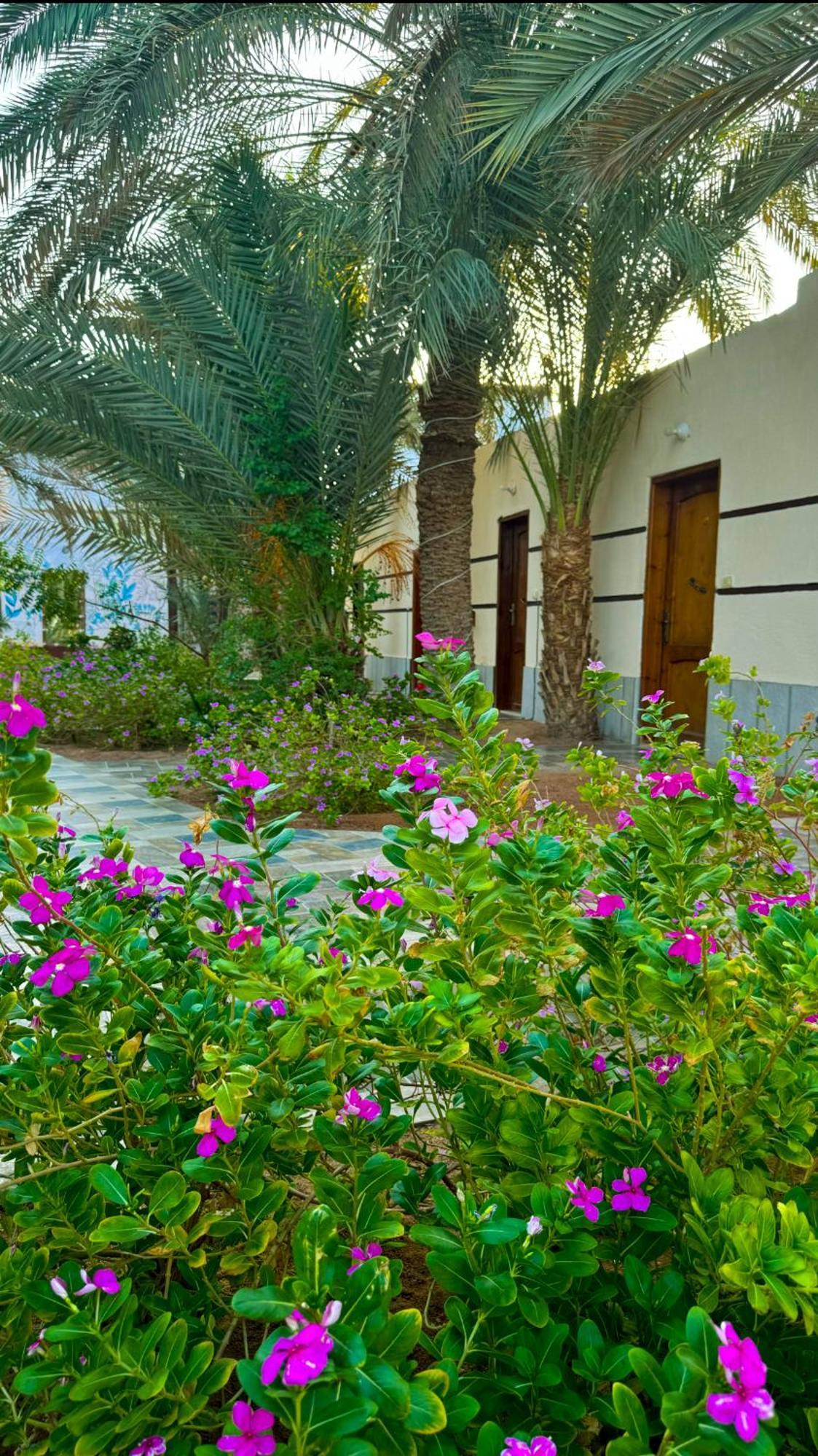 Miramar Camp Dahab Hotel Eksteriør billede