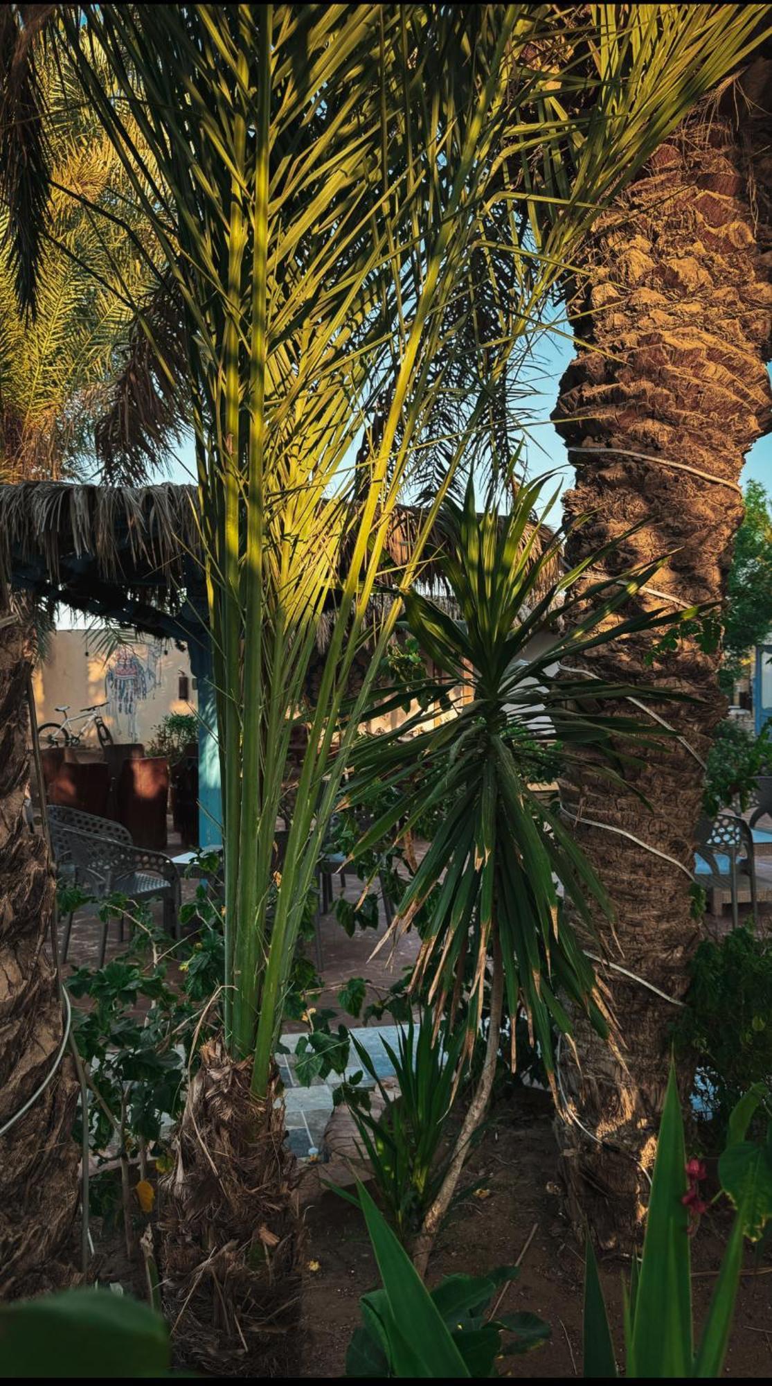 Miramar Camp Dahab Hotel Eksteriør billede