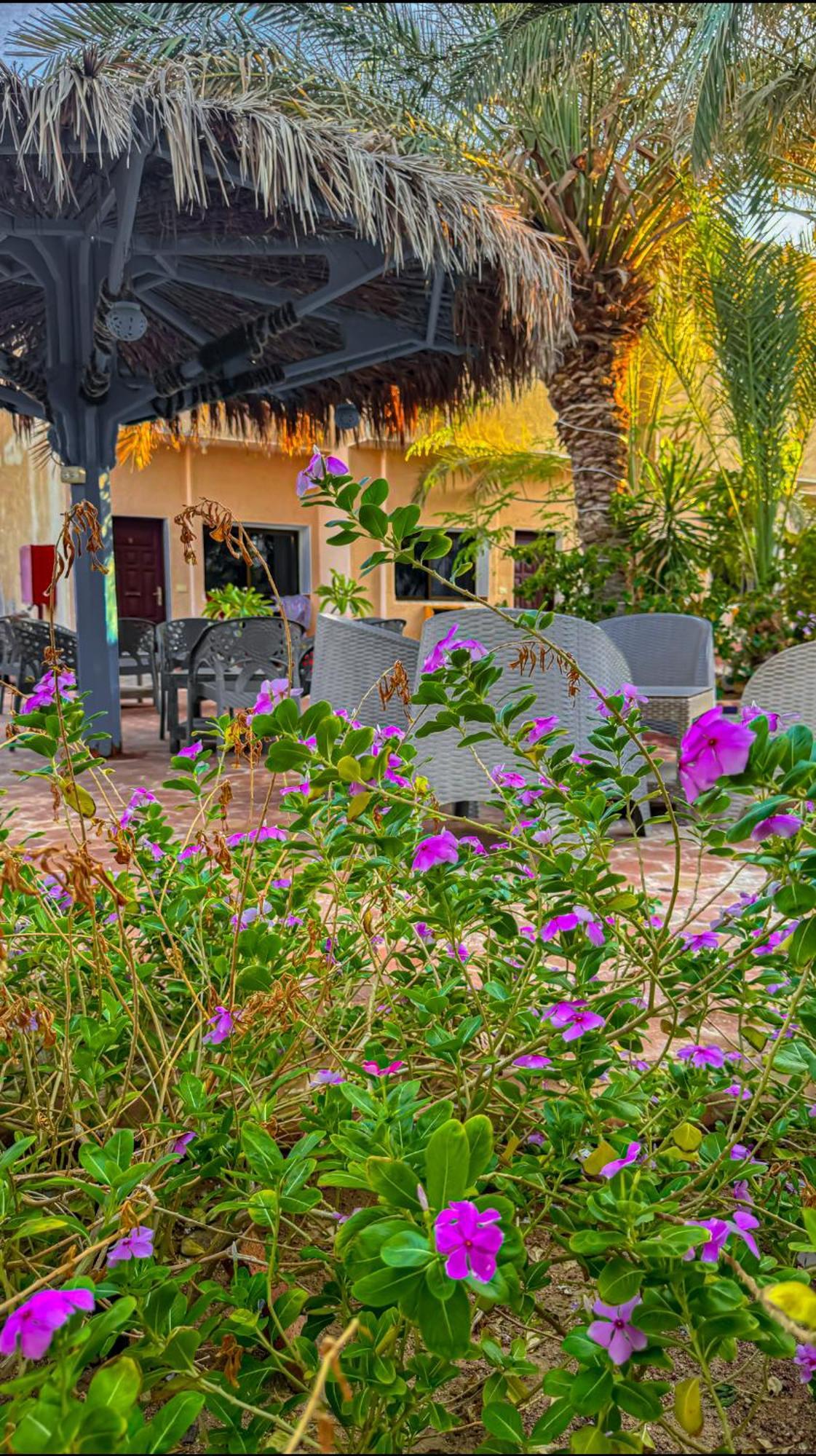 Miramar Camp Dahab Hotel Eksteriør billede