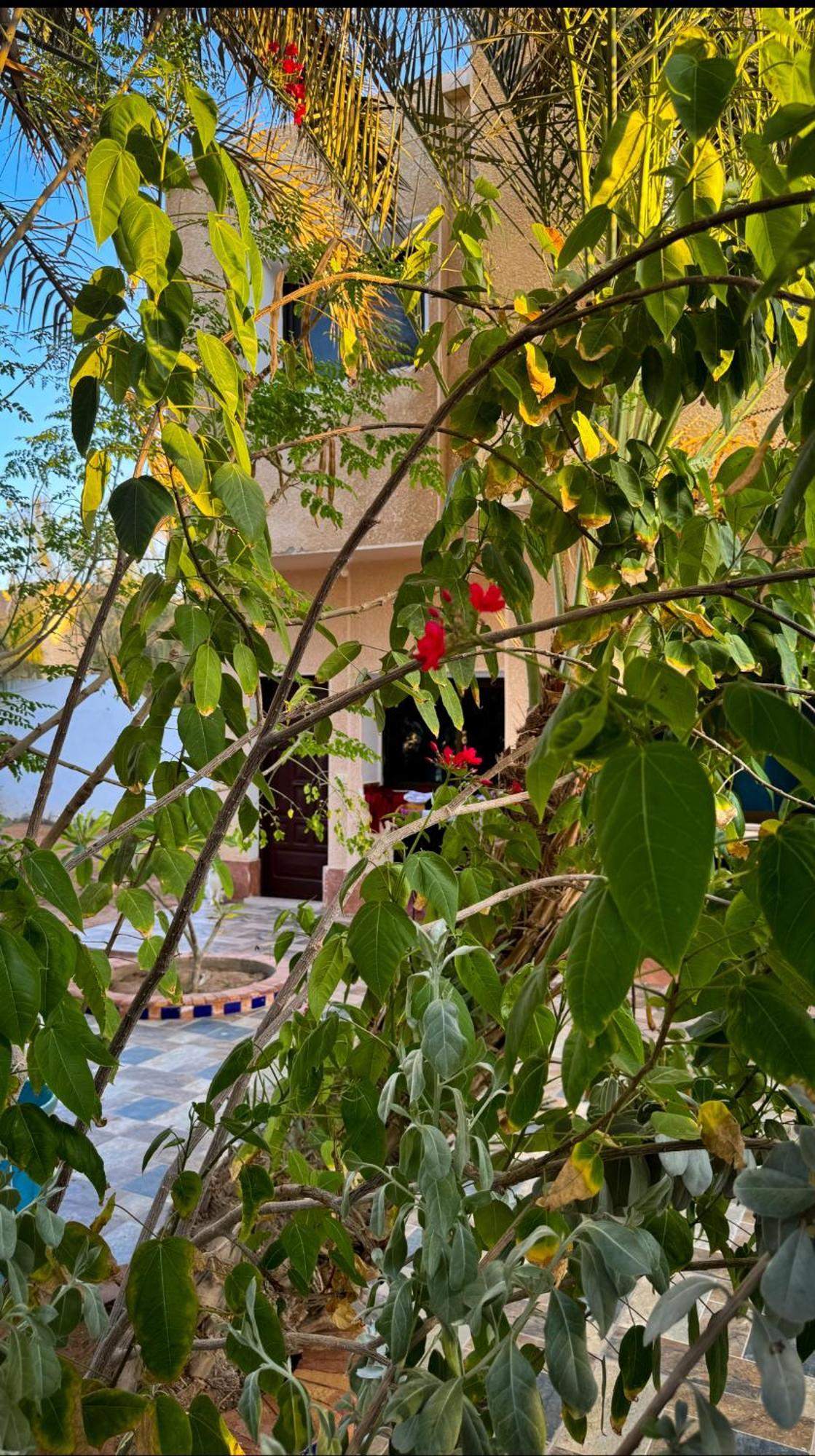 Miramar Camp Dahab Hotel Eksteriør billede